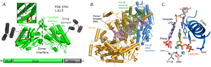 Crystal structure of EXOG