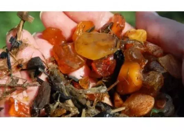 Rozpoczął się Intensywny Kurs SEA-EU „Secrets of the Amber”