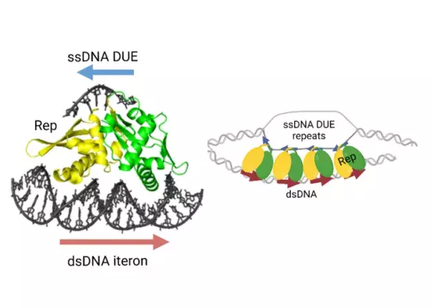 dr Katarzyna Węgrzyn i prof. dr hab. Igor Konieczny z publikacją w prestiżowy Nucleic Acids…